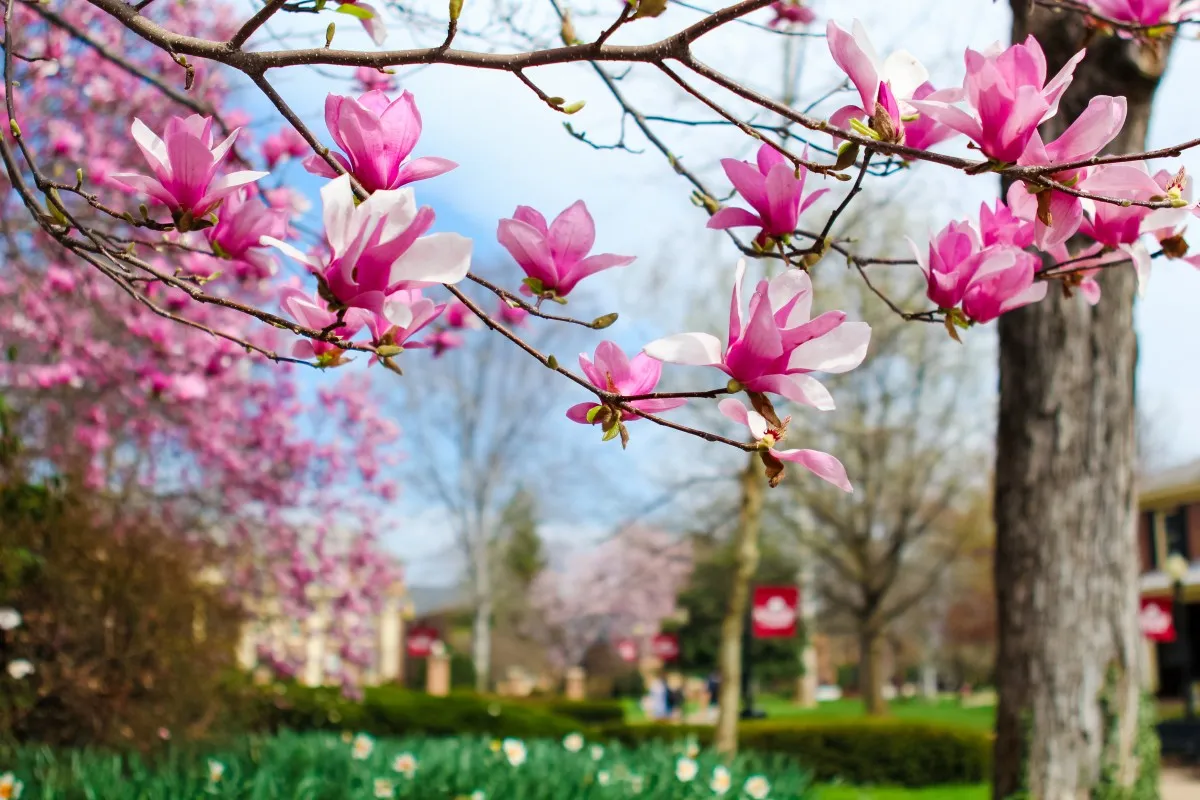 Roanoke College campus tree in spring